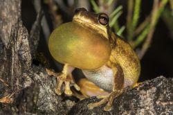 125-Colleeneremia quiritatus